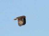 Marsh Owl, Kapuggla, Asio capensis