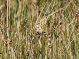 Zitting Cisticola, Grässångare, Cisticola juncidis
