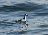 Red Phalarope, Brednäbbad simsnäppa, Phalaropus fulicarius