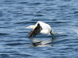 Northern Gannet, Havssula, Morus bassanus