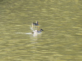 White-headed Duck, Kopparand, Oxyura leococephala