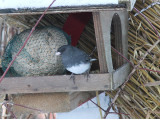 Dark-eyed Junko, Mörkögd junko, Junco hyemalis