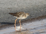 Ruff, Brushane, Philomachus pugnax