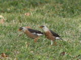 Vinous-breasted Starling, Burmastare, Sturnus burmannicus