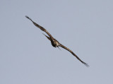 Booted Eagle, Dvärgörn, Aquila pennata