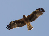 Booted Eagle, Dvärgörn, Aquila pennata