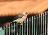 Vinous-breasted Starling, Burmastare, Sturnus burmannicus