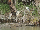 Black-crowned Night Heron, Natthäger, Nycticorax nycticorax