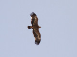 Steppe Eagle, Stäppörn, Aquila nipalensis