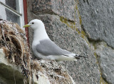 Kittiwake, Tretig ms, Rissa tridactyla