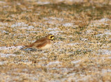 Horned Lark, Berglärka, Eremophilla alpestris