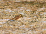 Horned Lark, Berglrka, Eremophilla alpestris