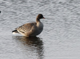 Pink-footed Goose, Spetsbergsgås, Anser brachyrhynchus