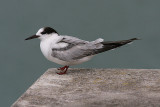 Common Tern, Fisktärna, Sterna hirundo