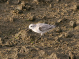 Sanderling, Sandlöpare, Calidris alba