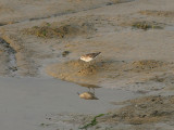Least Sandpiper, Dvärgsnäppa, Calidris minutilla