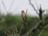 Indigo Bunting, Indigofink, Passerina cyanea