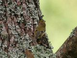 Goldcrest, Kungsfågel, Regulus regulus azoricus