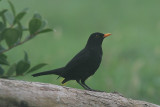 Blackbird, Koltrast, Male, Turdus merula azorensis