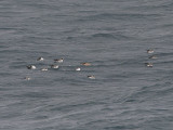 Cory's Shearwater, Gulnäbbad lira, Calonectris diomedea