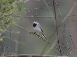 White Wagtail, Sdesrla, Motacilla alba