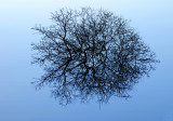 Flooded Blackthorn