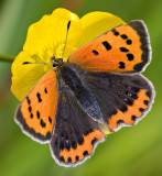 Small Copper - Lycaena Phlaeas