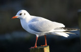 Seagull