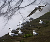 Seagull Flight