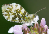 Orange Tip Butterfly