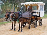 Mule Wagon
