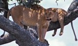 Serengeti Lionesses 2