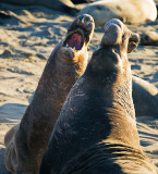 Elephant Seal Face-off