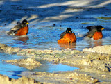 Turdus migratorius