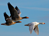 White Greylag