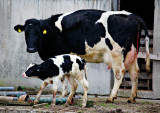 Newborn Calf