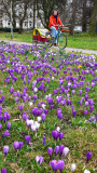 Crocus Flowers 2