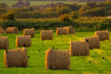 Crows on Hay