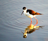 Black Necked Stint