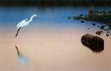 Egret Landing