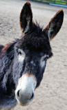 Donkey Portrait