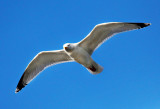 Jonathan Livingston