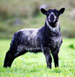 Mountain Lamb