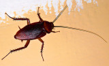 Cockroach