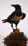 Pied Crow