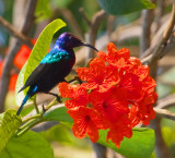 Sunbird?