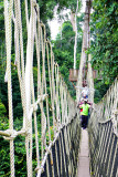 Forest Canopy Walk