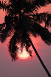 Coconut Sunset
