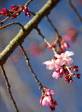 Cherry Blossoms