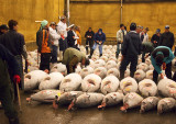 Tokyo Fish Market